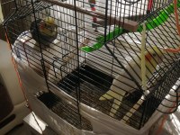 Sağlıklı takım sultan papağanı