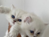 British Ve Scottish Kediler