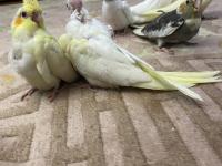 El Besleme Yavru Sultan Papağanları