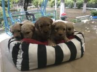 Maltipoo Köpeği Yavrular