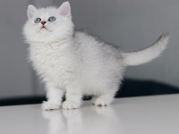 Full Şecereli Babadan Teslime Hazır Dişi British