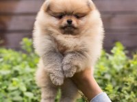 Ayı Surat Pomeranian Yavruları