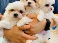 Maltese köpeği yavruları