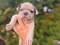 Egzotik french bulldog bebekler