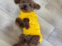 6 aylık aşılı erkek poodle