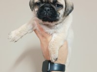 Pug yavrularımız