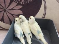 Yeni Yeme Düşmüş Uysal Renk Güzeli Yavru Muhabbet Kuşlar