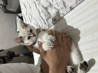 3 Aylık British Shorthair