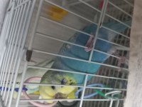 Nadir Irklı Muhabbet Kuşu