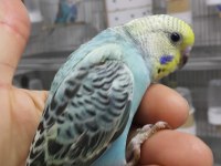 Alıştırmalık ve konuşturmalık muhabbet kuşu yavrular