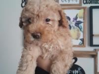 3 aylık apricot toy poodle dişi yavrumuz