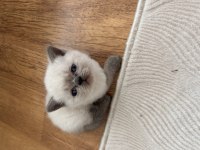 Blue Point Son Kalan British Yavrumuz Yuvasına Gitmeyi Bekliyor