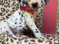 Orijinal Dalmaçyalı Yavrular - Enerjik Ve Asil Irk
