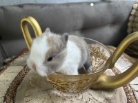 Cüce Tavşan Yavruları