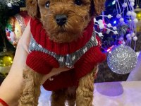 Dünya Tatlısı Toy Poodle Yavruları