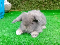 1 aylık hollanda teddy lop tavşan yavruları