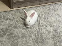 Ücretsiz Tavşanlar