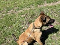 4 Aylık Safkan Belçika Kurdu