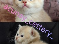 British Shorthair Kızım Yeni Yuvasını Arıyor