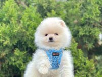 Safkan Pomeranian Boo Köpeklerimiz