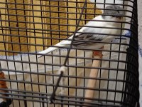 Alman tepeli kanarya