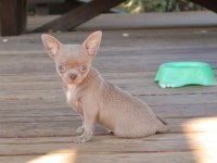 Teacup Lilac Erkek Şivava