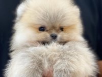 Ayı Surat Pomeranian Yavruları