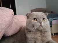 Scottish Fold Kedimize Dişi Arıyoruz
