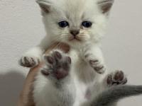 Scottish Fold Ve Scottish Straight Bebekler