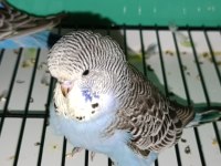 Yeni Yeme Düşmüş Muhabbet Kuşu Yavrular