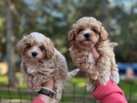 Red Maltipoo Yavrular (Wc Eğitimli)