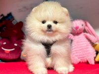 Safkan pomeranian boo yavrular