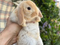 Safkan Evcil Yavru Tavşanlar Her Yere Gönderim