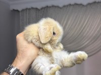 Hollanda Cüce Ve Mini Lop Tavşanlar Her İşe Gönderilir