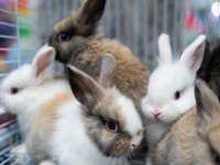 Çok tatlı yavru aslanbaş türü tavşanlar renk renk