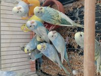 Boncuk muhabbet kuşu kardeşler 25/30 günlük