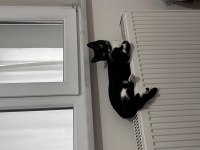 Kedimiz Oreo İçin Yuva Aranıyor