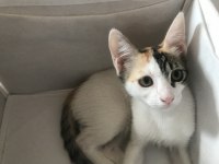 Ömür Boyu Kedimizi Sevebilecek Misin?