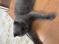 Scottish Fold Erkek Kedimiz