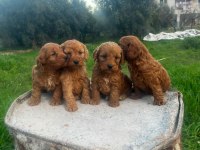 Büyümeyen maltipoo yavrularım