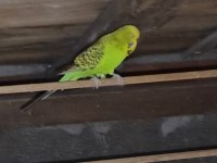 Jumbo Erkek Yeşil Muhabbet Kuşu