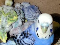 Muhabbet Kuşu Alıştırmalık