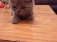 British Shorthair Blue Point