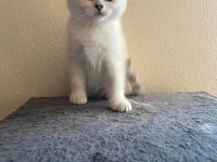 Scottish Straight Erkek