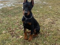 Sağlık ve ırk garantili dobermanlar