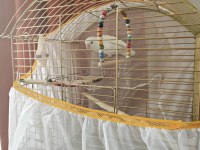 Acil Satılık Albino Cennet Papağanı