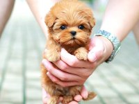 Toy Poodle Güzel Yavrularım