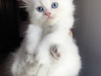 Safkan Beyaz British Longhair Erkek