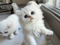 Kendi Kedimin Yavruları