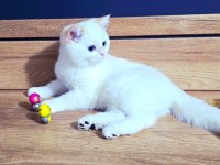 Kaliteli Şampiyon Aile Erkek Yavru British Shorthair